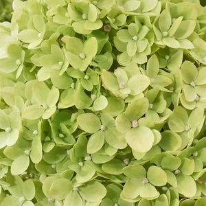 Hydrangea paniculata 'Living Little Apple' - image 3