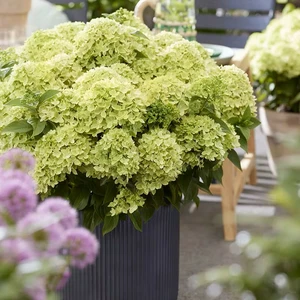 Hydrangea paniculata 'Living Little Apple' - image 4