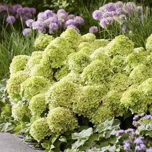 Hydrangea paniculata 'Living Little Apple' - image 5