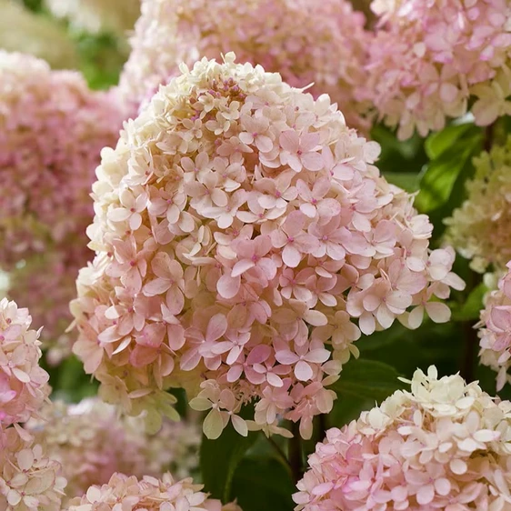 Hydrangea paniculata 'Living Little Love' - image 1