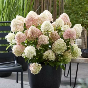 Hydrangea paniculata 'Living Little Love' - image 2