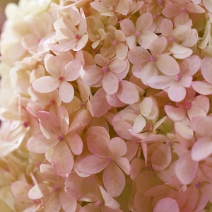 Hydrangea paniculata 'Living Little Love' - image 3