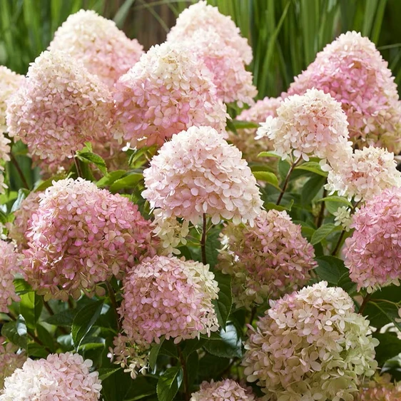 Hydrangea paniculata 'Living Little Love' - image 4