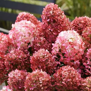 Hydrangea paniculata 'Living Little Rosy' - image 1