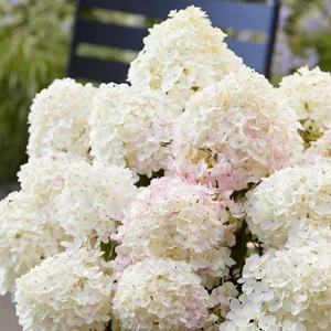 Hydrangea paniculata 'Living Little Rosy' - image 2