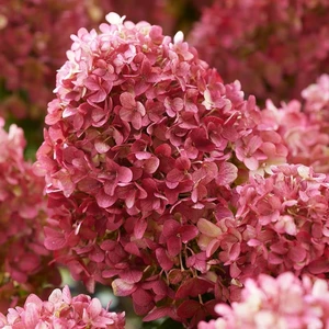 Hydrangea paniculata 'Living Little Rosy' - image 3