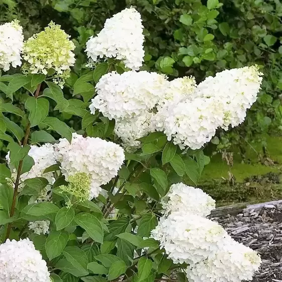 Hydrangea paniculata 'Living Silver Dollar' 10L - image 3