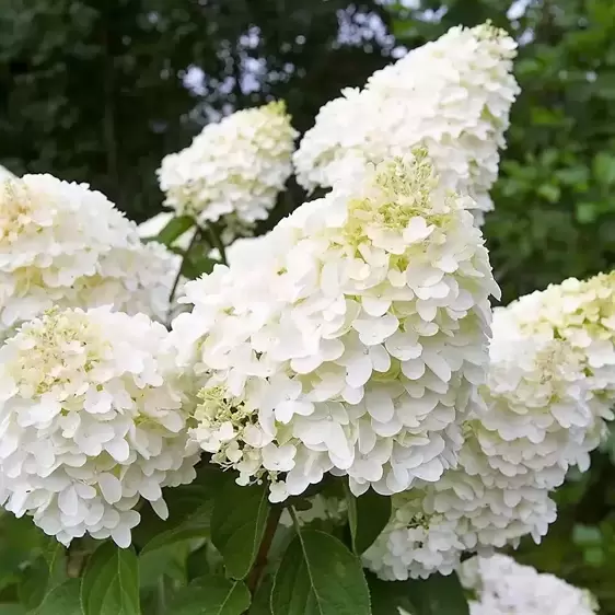 Hydrangea paniculata 'Living Silver Dollar' 10L - image 1