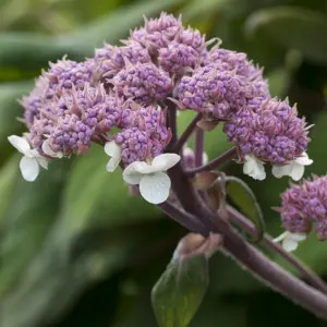 Hydrangea 'Macrophylla'