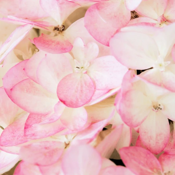 Hydrangea paniculata 'Magical Andes' 3L - image 4