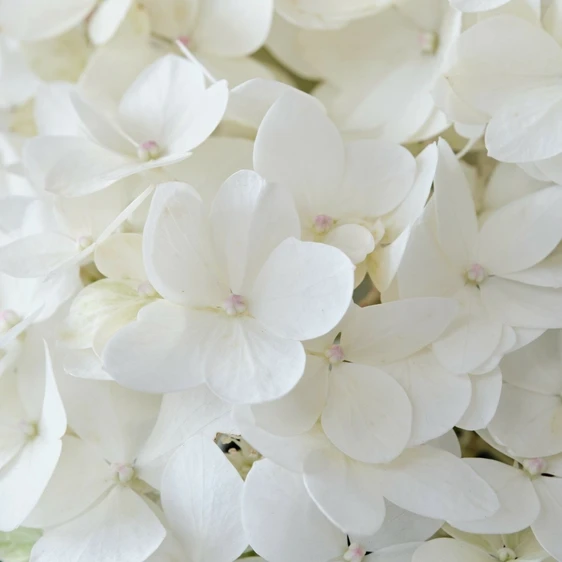 Hydrangea paniculata 'Magical Andes' 3L - image 5