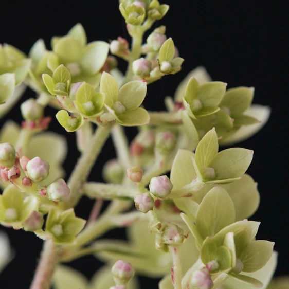 Hydrangea paniculata 'Magical Andes' 3L - image 3