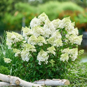 Hydrangea paniculata 'Magical Andes' 3L - image 2