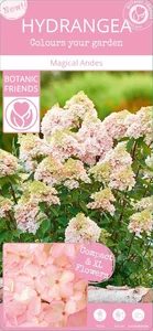 Hydrangea paniculata 'Magical Andes' 3L - image 7