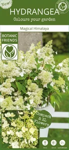 Hydrangea paniculata 'Magical Himalaya' - image 4