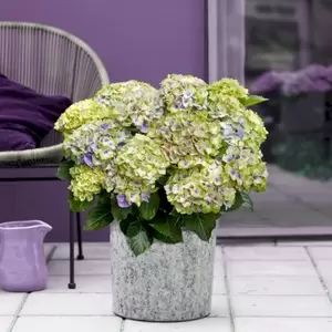 Picture Credit - Magical Hydrangea