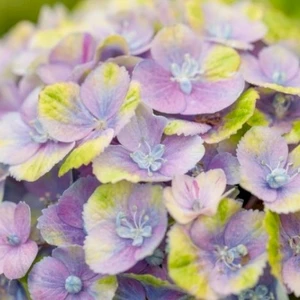 Picture Credit - Magical Hydrangea (Stage 1 Colour)