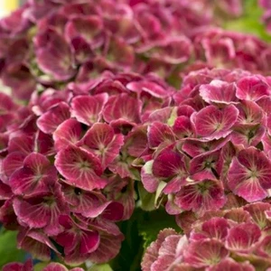 Picture Credit - Magical Hydrangea (Stage 3 Colour)