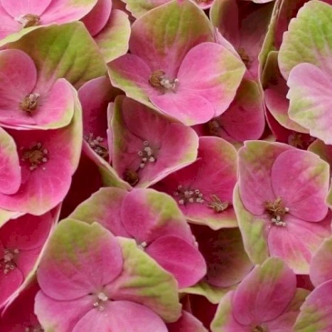 Picture Credit - Magical Hydrangea (Stage 1 Colour)