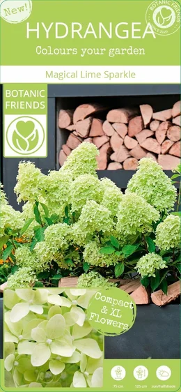 Hydrangea paniculata 'Magical Lime Sparkle' - image 4