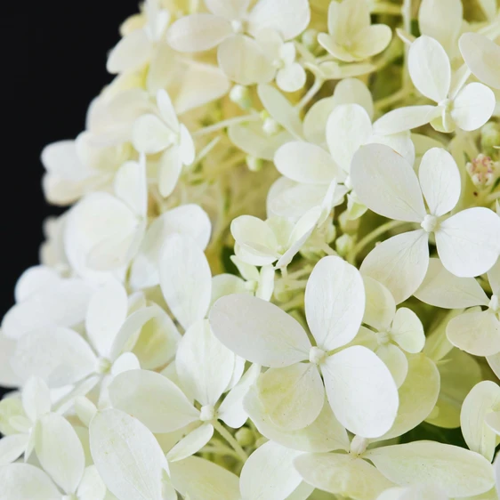 Hydrangea paniculata 'Magical Matterhorn' - image 3