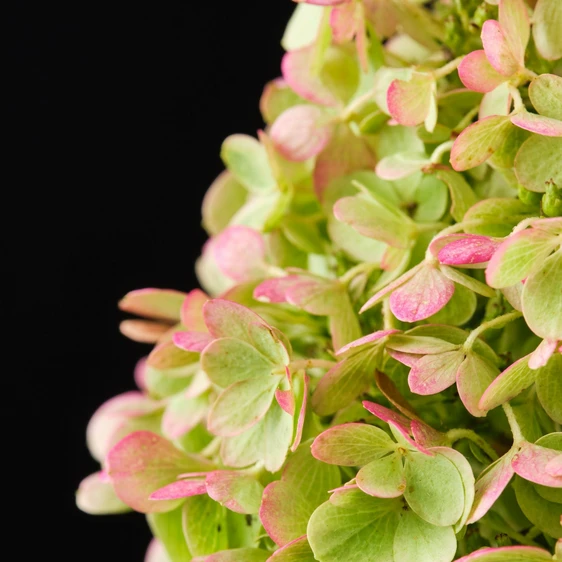 Hydrangea paniculata 'Magical Matterhorn' - image 4