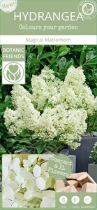 Hydrangea paniculata 'Magical Matterhorn' - image 6