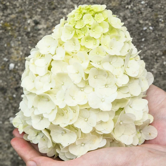 Hydrangea paniculata 'Magical Mont Blanc' 3L - image 4