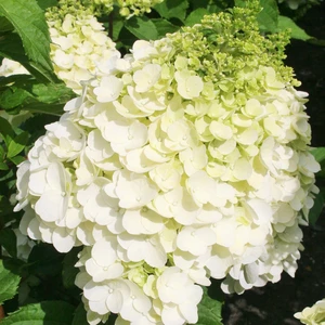 Hydrangea paniculata 'Magical Mont Blanc' 3L - image 3