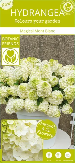 Hydrangea paniculata 'Magical Mont Blanc' 3L - image 6