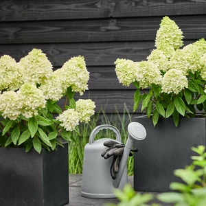 Hydrangea paniculata 'Magical Summer' - image 1