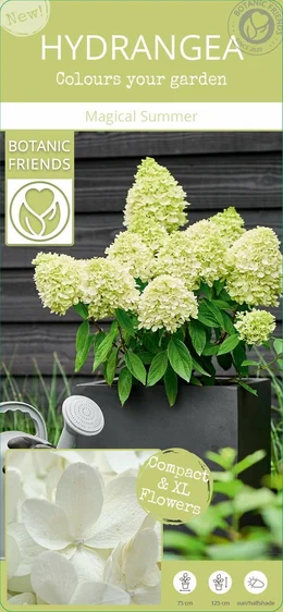 Hydrangea paniculata 'Magical Summer' - image 3