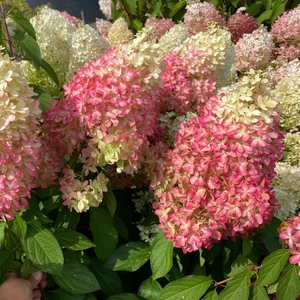 Hydrangea paniculata 'Magical Vesuvio' 3L - image 1