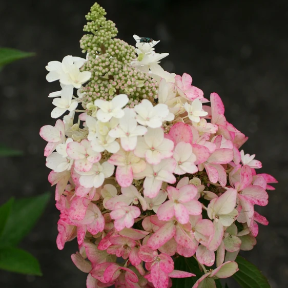 Hydrangea paniculata 'Magical Vesuvio' 3L - image 4