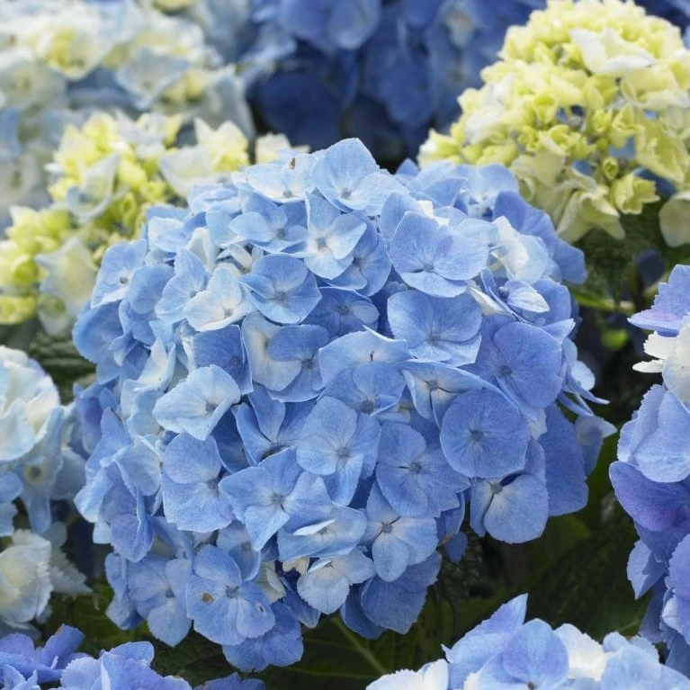 Hydrangea Flair & Flavours 'Minty Ice' - Cowell's Garden Centre ...