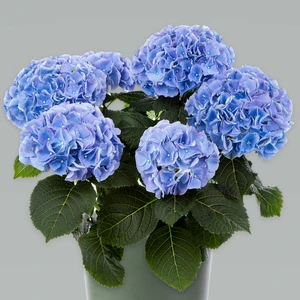 Hydrangea 'Mophead Blue'