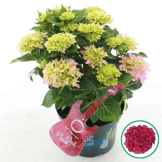 Hydrangea macrophylla 'Music Collection Pink Punk'