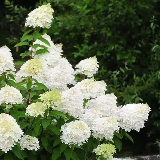 Hydrangea paniculata 'Phantom' 10L - image 1