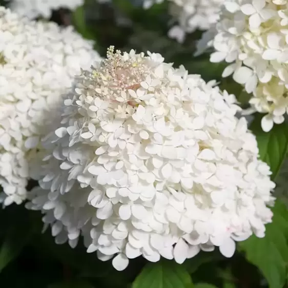 Hydrangea paniculata 'Phantom' 10L - image 2