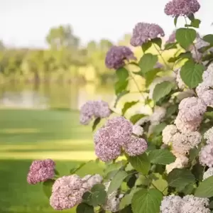 Hydrangea arborescens 'Pink Annabelle' 3L - image 1