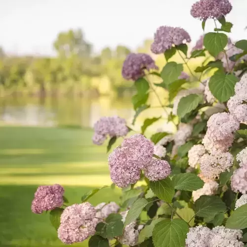 Hydrangea Arborescens 'pink Annabelle' 3l - Cowell's Garden Centre 