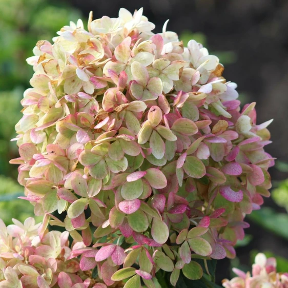 Picture - Gardenlights Hydrangea