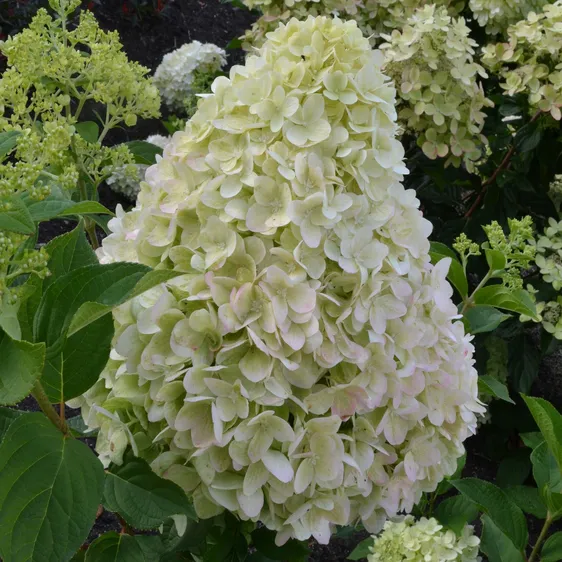 Picture - Gardenlights Hydrangea