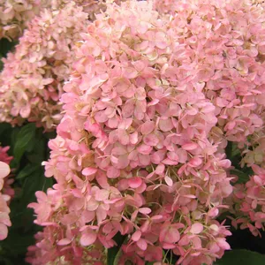 Picture - Gardenlights Hydrangea