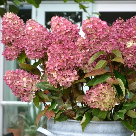 Picture - Gardenlights Hydrangea