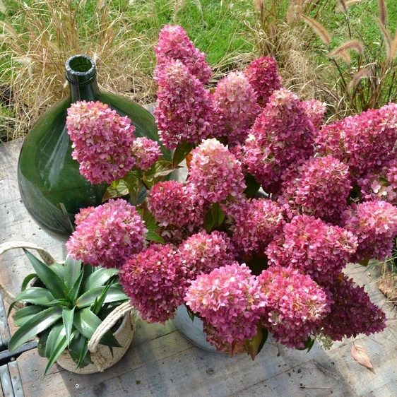 Picture - Gardenlights Hydrangea