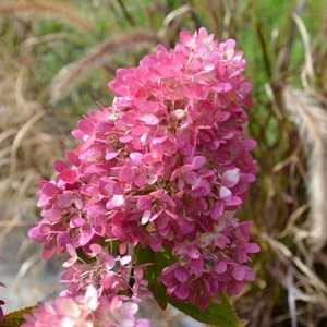 Picture - Gardenlights Hydrangea