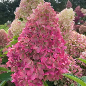 Picture - Gardenlights Hydrangea