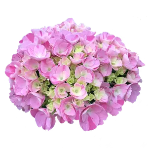 Hydrangea 'Rendez-vous Confetti Dream'