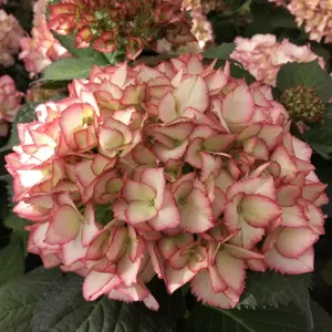 Hydrangea 'Rendez-vous Samba Fire'